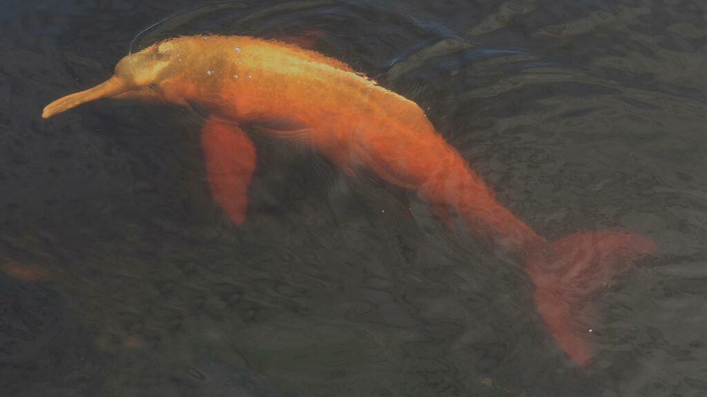 Amazon pink river dolphin