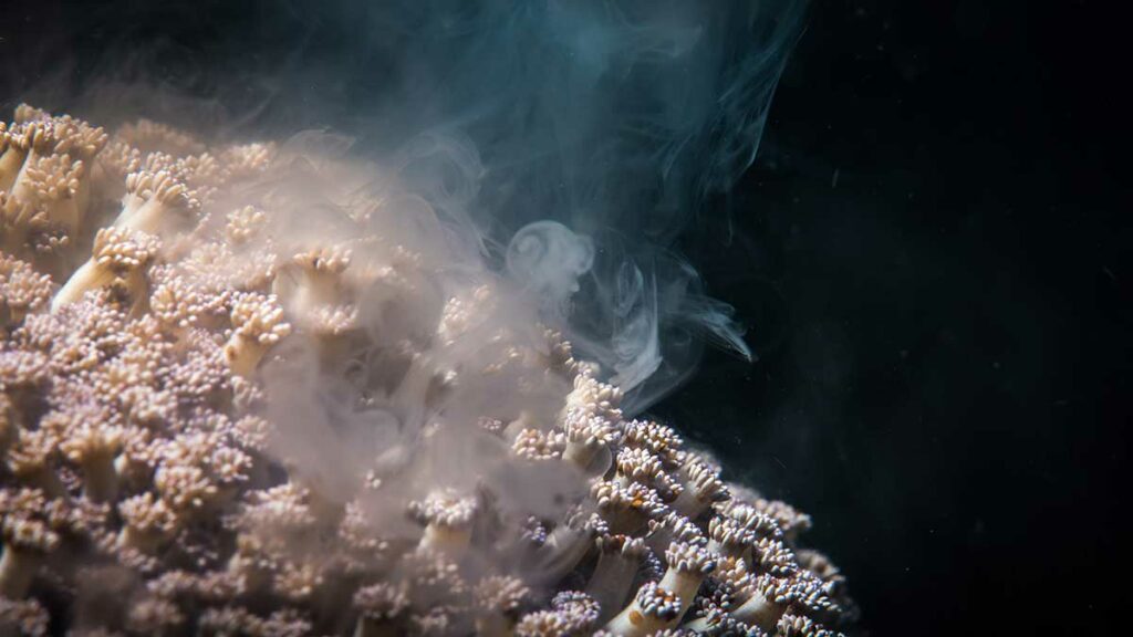 coral spawning