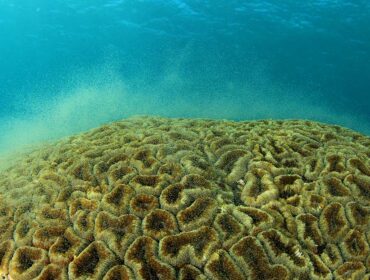 coral spawning