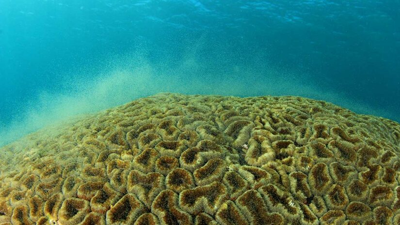 coral spawning