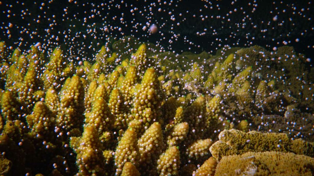 coral spawning