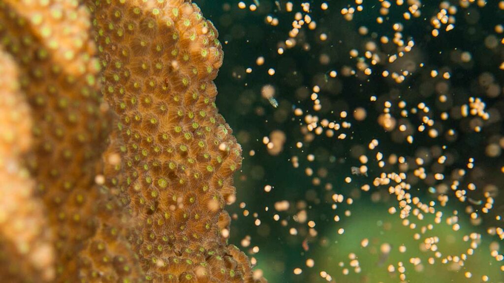 coral spawning