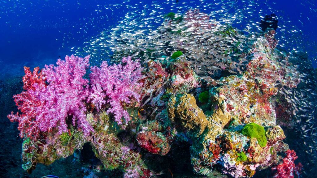 coral triangle fish
