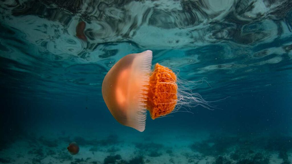 coral triangle jellyfish