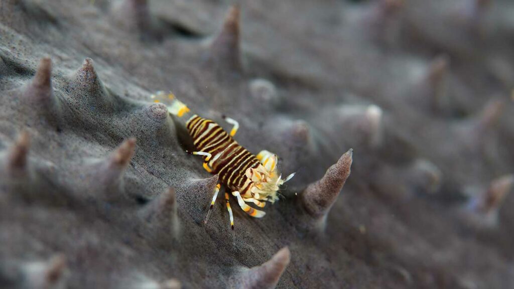 muck diving bumblebee shrimp on sea cucumber