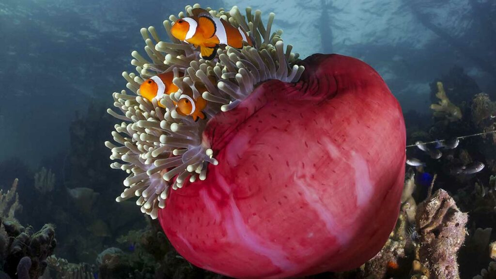 muck diving with clown fish