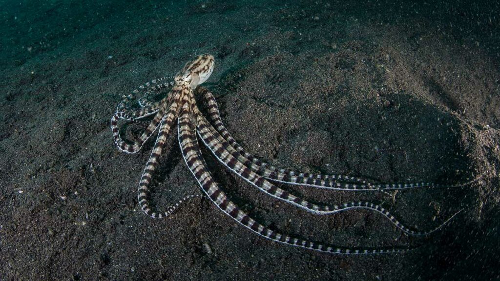 muck diving with mimic octopus