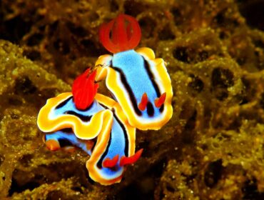 muck diving nudibranch