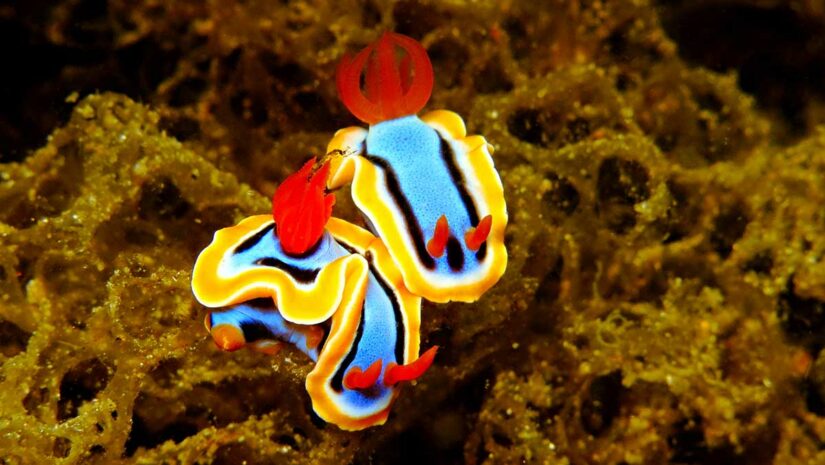 muck diving nudibranch