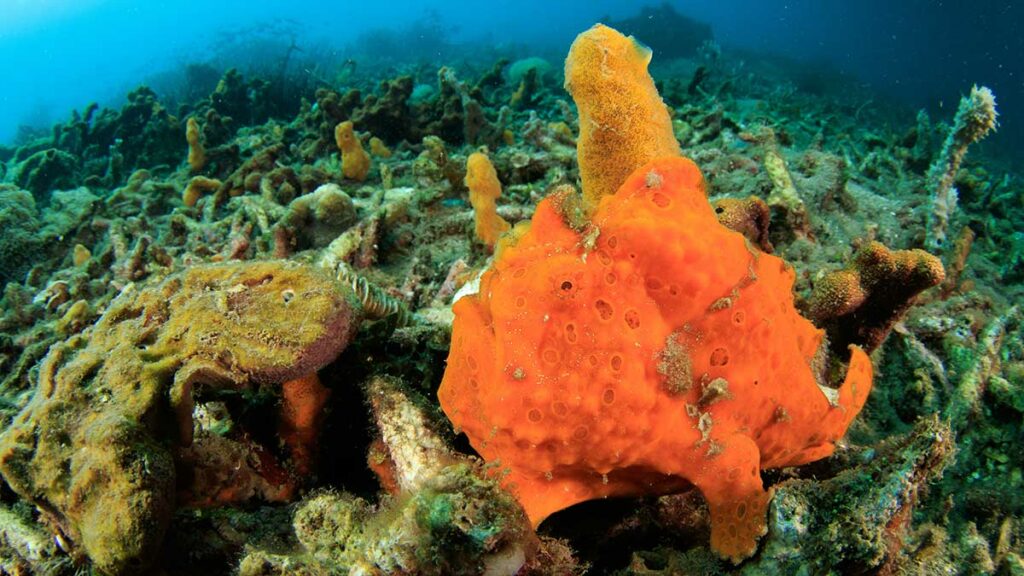 muck diving with orange painted frogfish