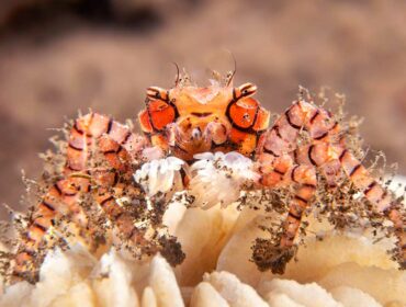 pom pom crab