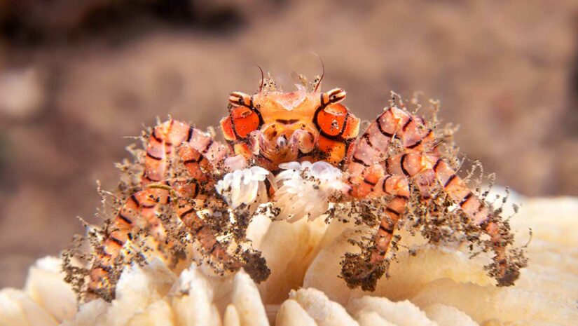 pom pom crab