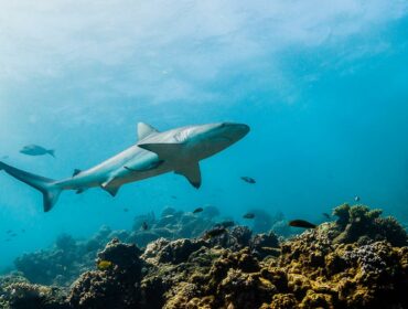 reef shark