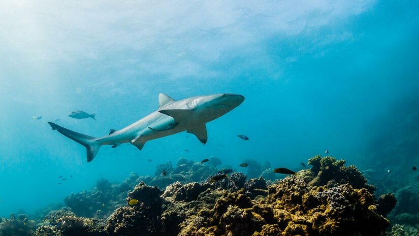 reef shark