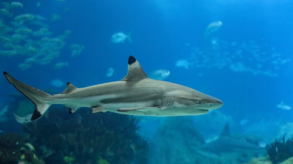 reef shark