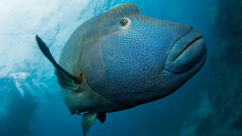 Napoleon wrasse