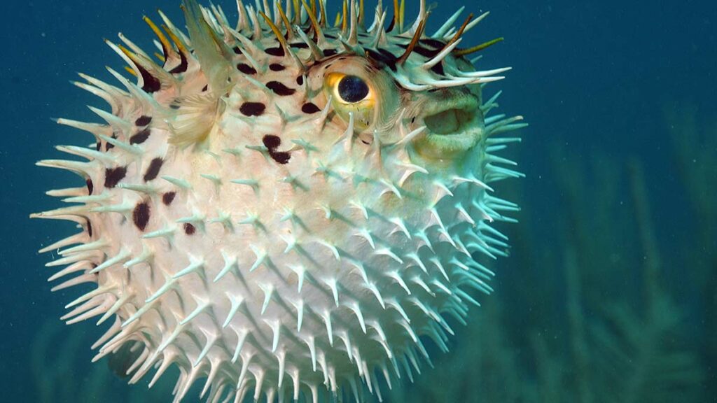 pufferfish