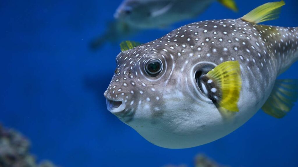 Pufferfish: Meet the Tetraodontidae Wonder 