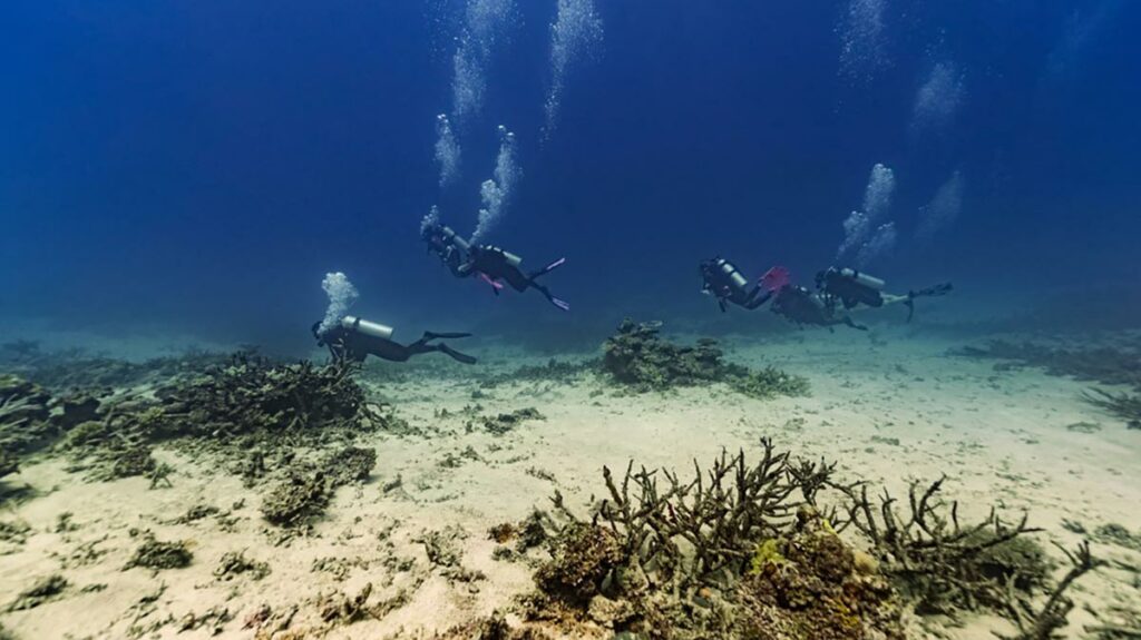 scuba diving in fiji