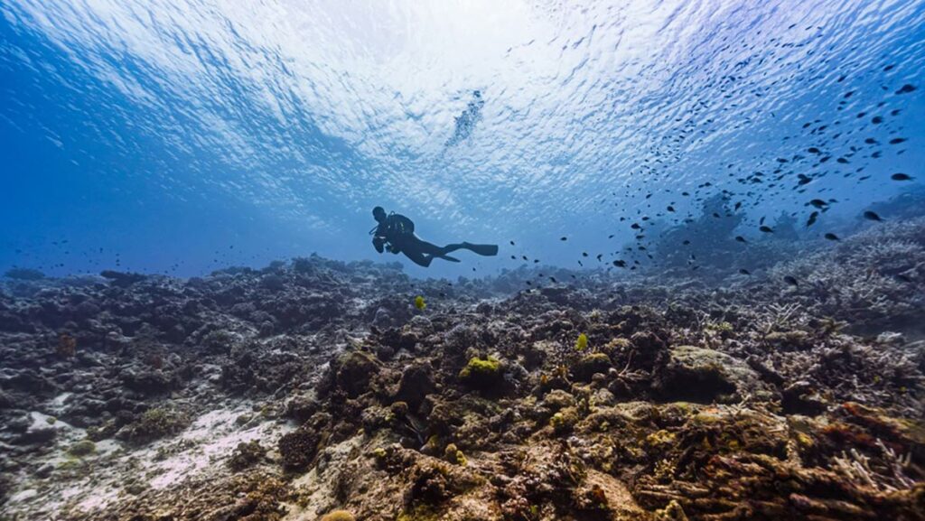 scuba diving in fiji dive trip
