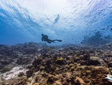 scuba diving in fiji dive trip