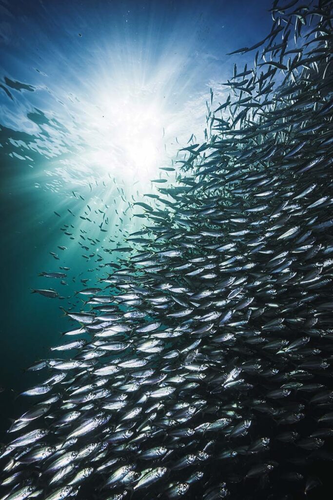 Marine-Conservation-Photography-Taken-by-Jay-Clue