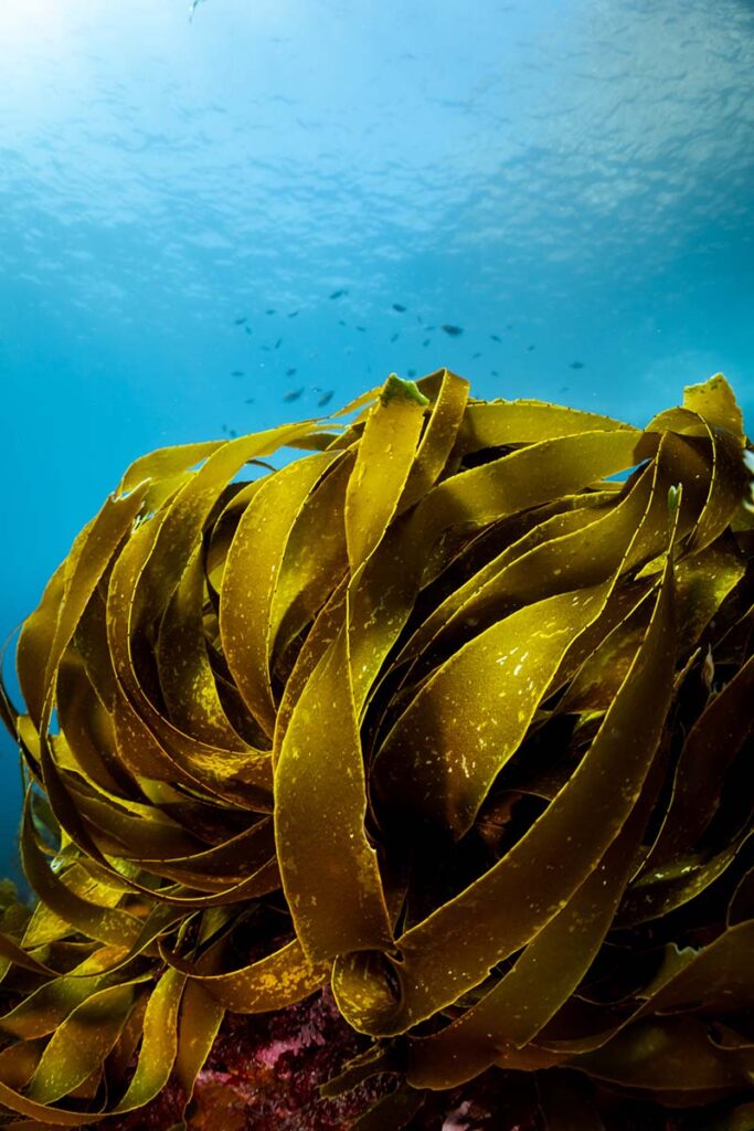 Marine-Conservation-Photography-Taken-by-Jay-Clue