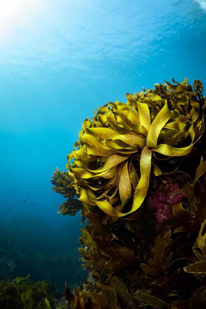 Marine-Conservation-Photography-Taken-by-Jay-Clue