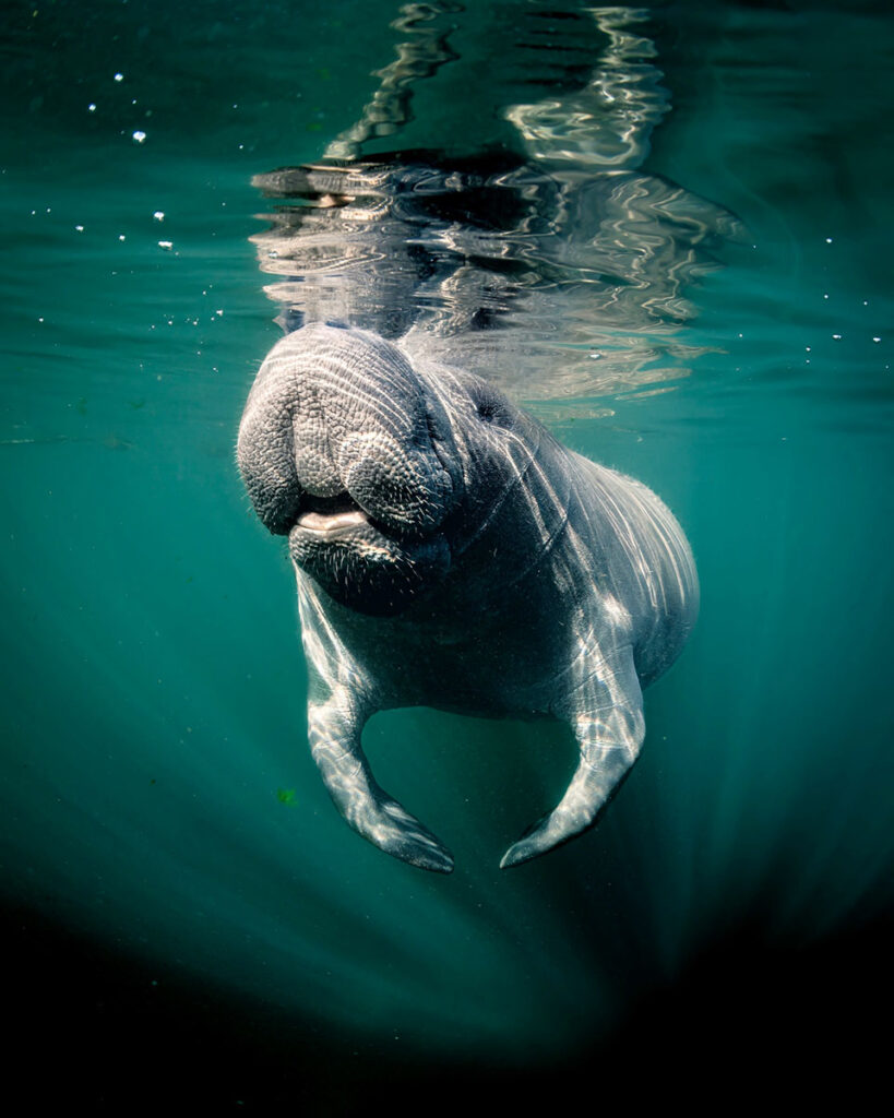 Marine-Conservation-Photography-Taken-by-Jay-Clue