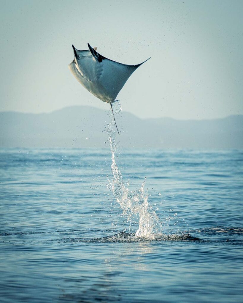 Marine-Conservation-Photography-Taken-by-Jay-Clue