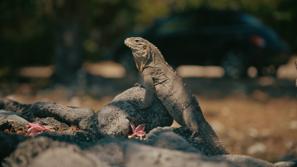 an animal from the cayman islands