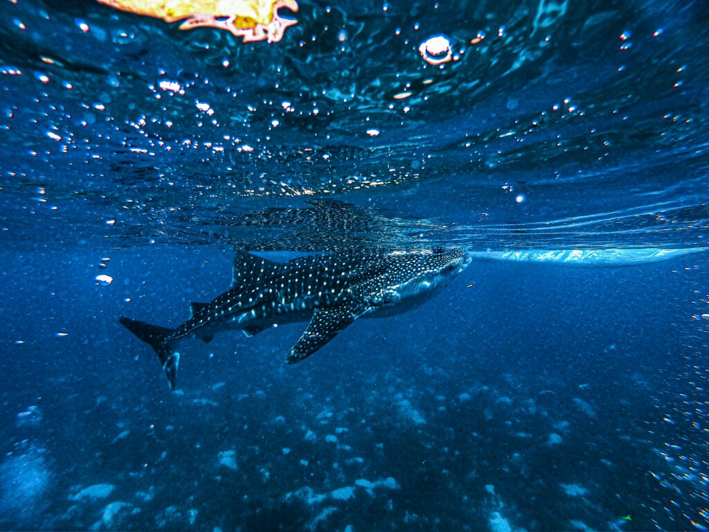 Whale sharkes in Oslob
