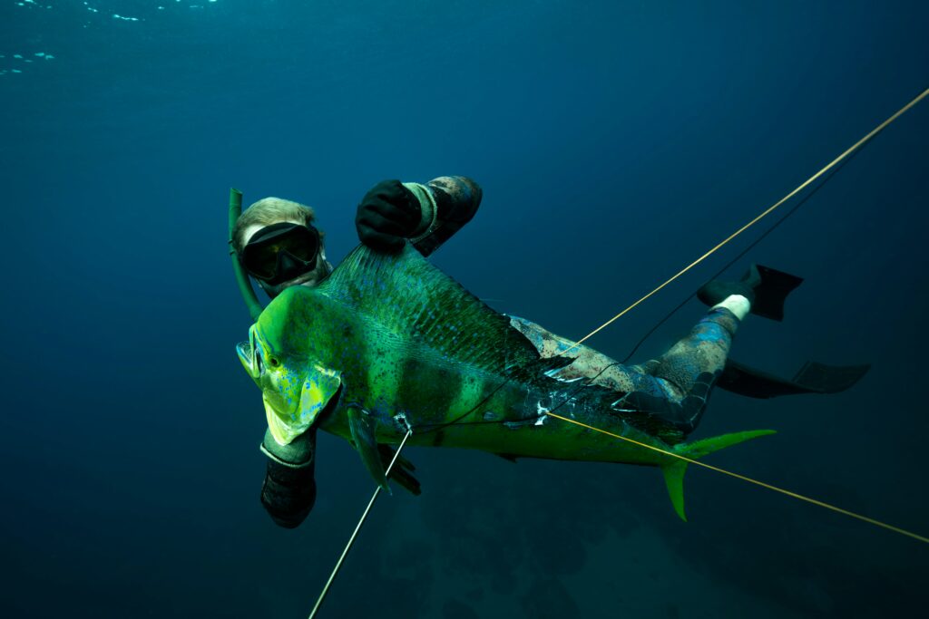 Large fish being spearfished