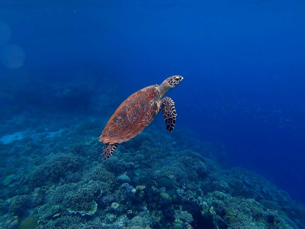 turtle photographed by someone scuba diving in Cebu