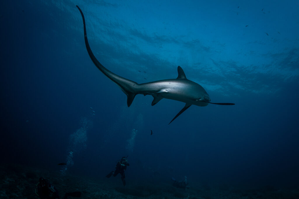 Thresher sharks in Malapascua Island