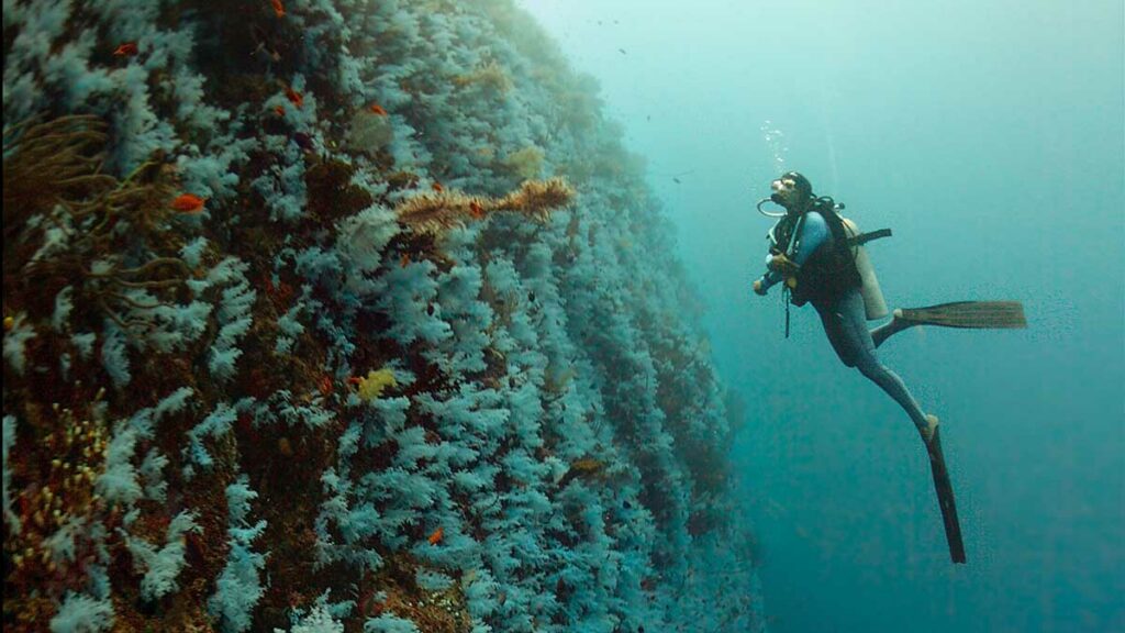 Underwater Great White Wall of Fiji with a diver, fisheye shot