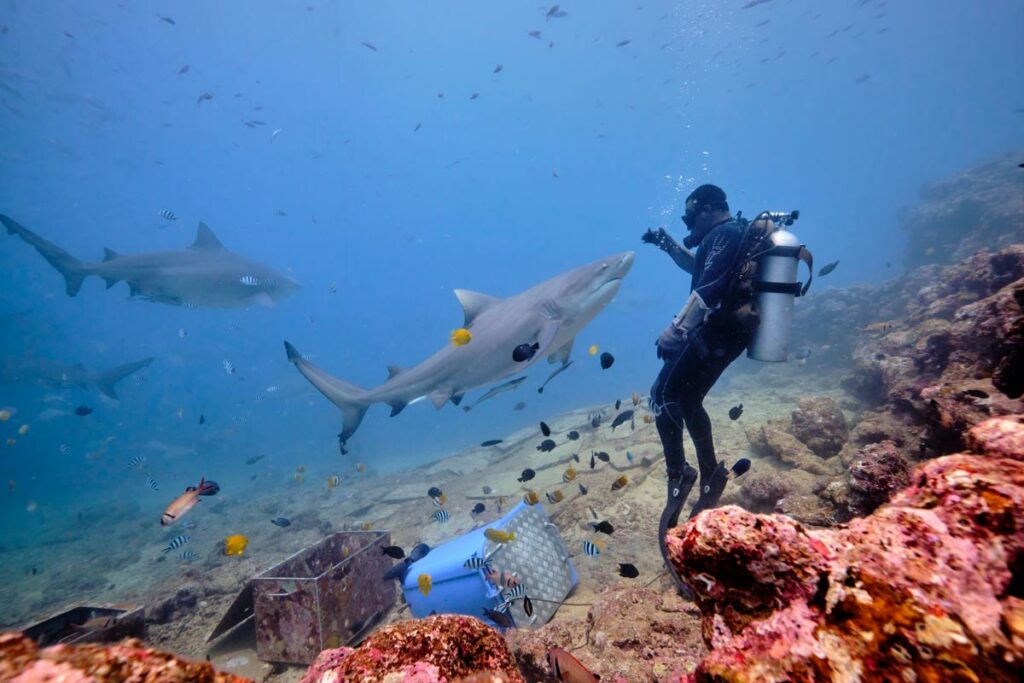 Fiji Sharks