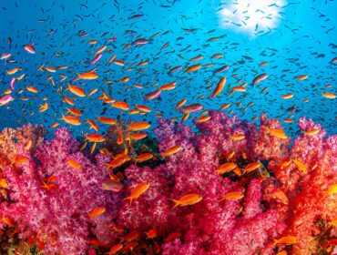 Soft coral reef. Fiji