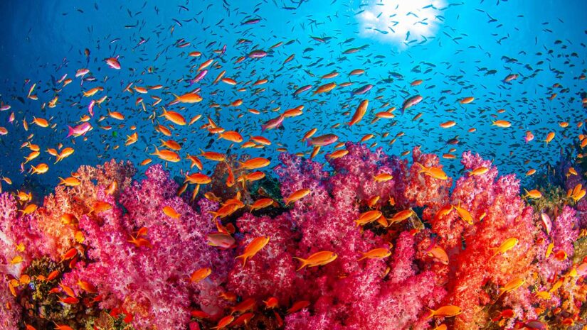 Soft coral reef. Fiji