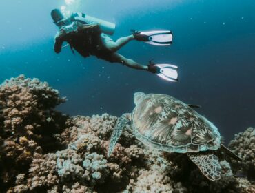 Citizen scientist documents marine life