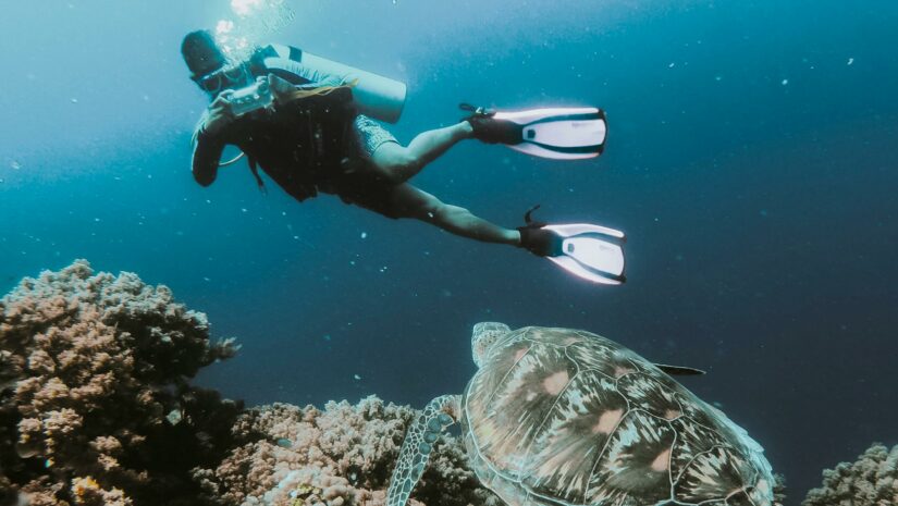 Citizen scientist documents marine life