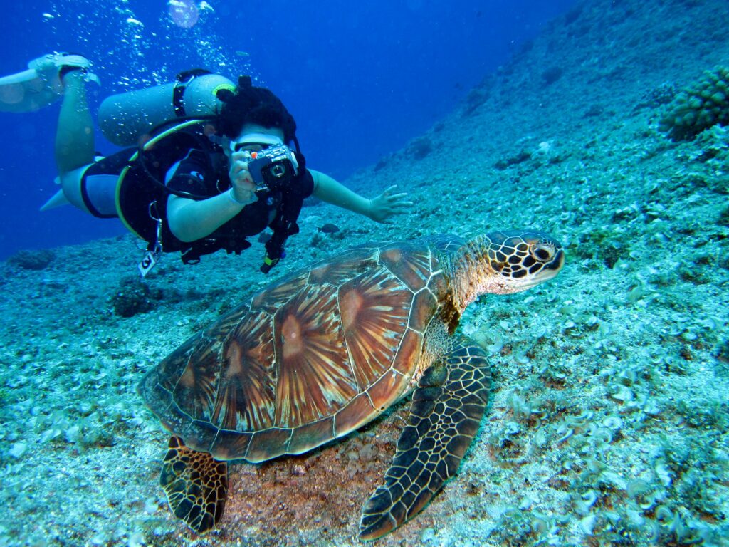 Citizen scientist takes photo of turtle underwater