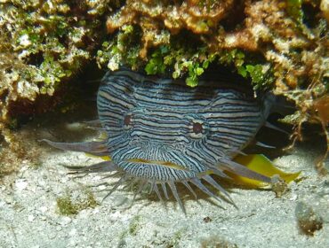 Cozumel - Toadfish
