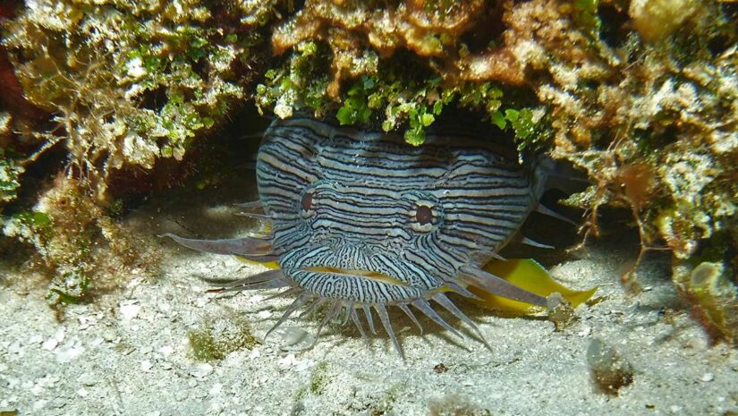 Cozumel - Toadfish