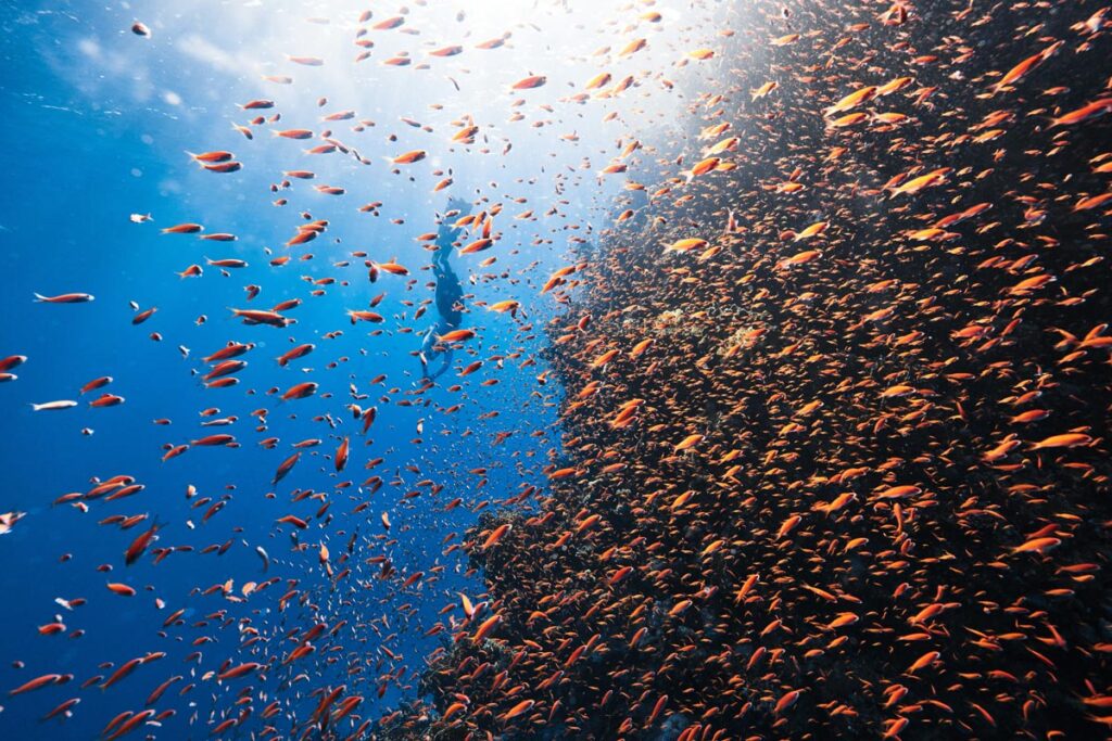 Overcoming Scuba Diving Anxiety