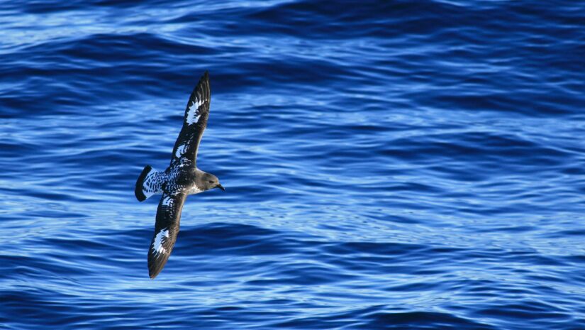 seabird flying over the water