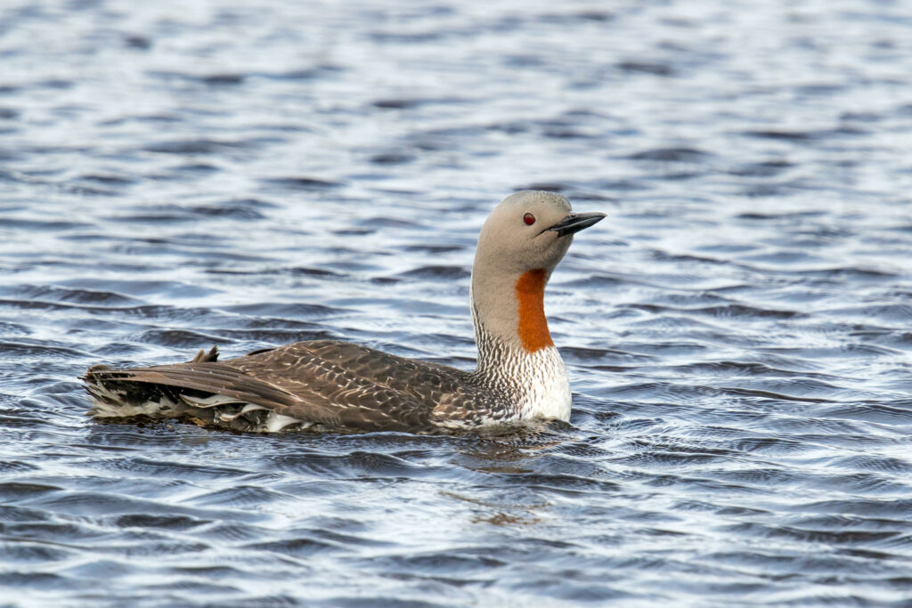 Red throated loon photo