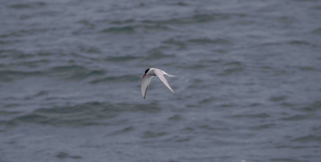 photo of an arctic tern