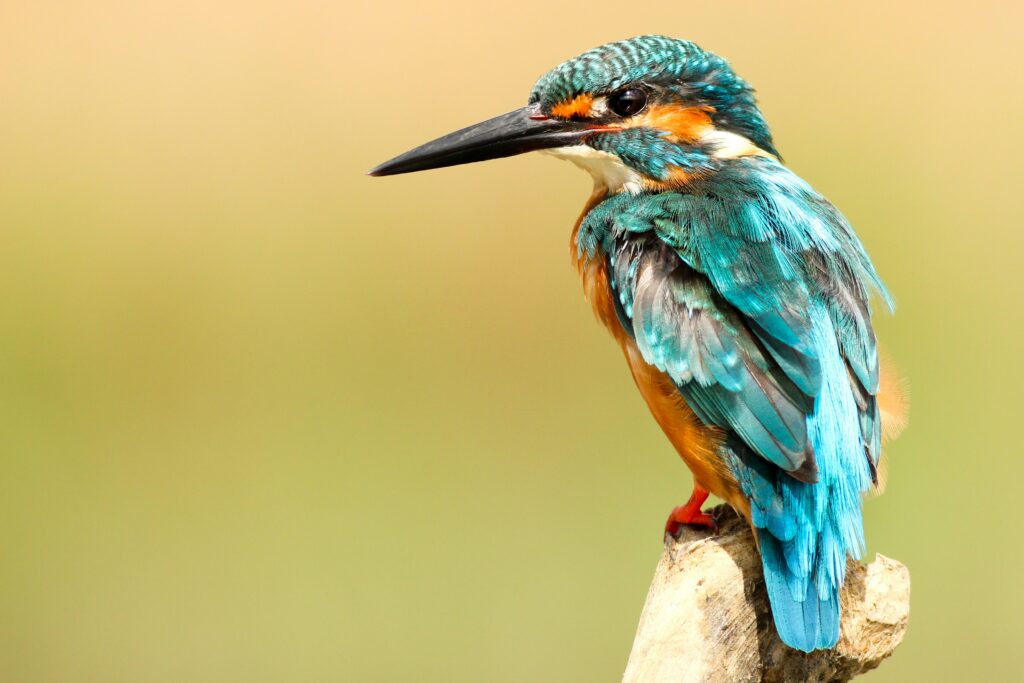 Photo of a kingfisher