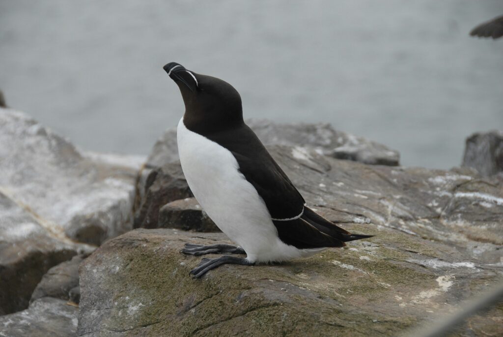 Photo of razorbills, seabirds near the shore